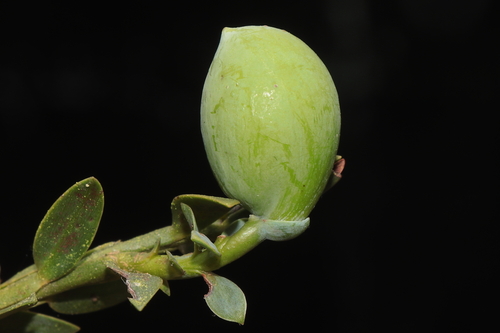 Retrophyllum rospigliosii