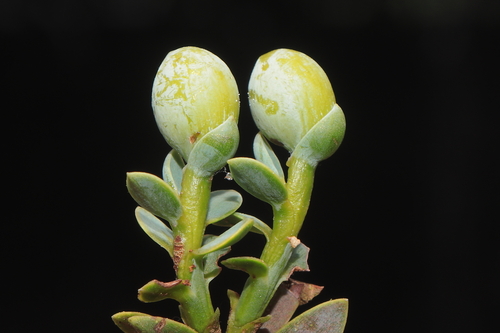 Retrophyllum rospigliosii
