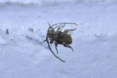 Hybolasius viridescens