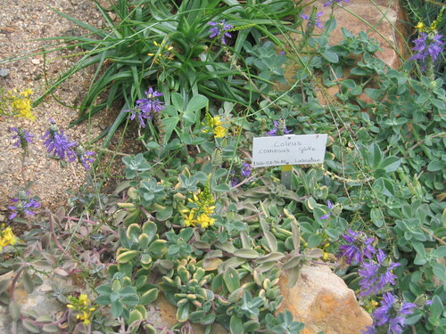 Plectranthus ornatus iNat (3)