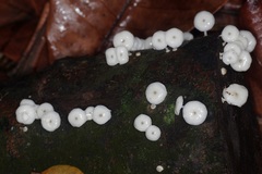 Mycena chlorophos