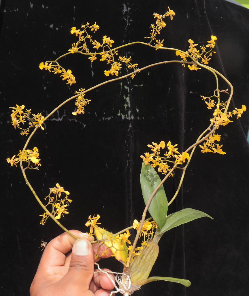 Oncidium leopardinum