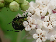 Trichiotinus lunulatus