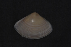 Austromactra rufescens