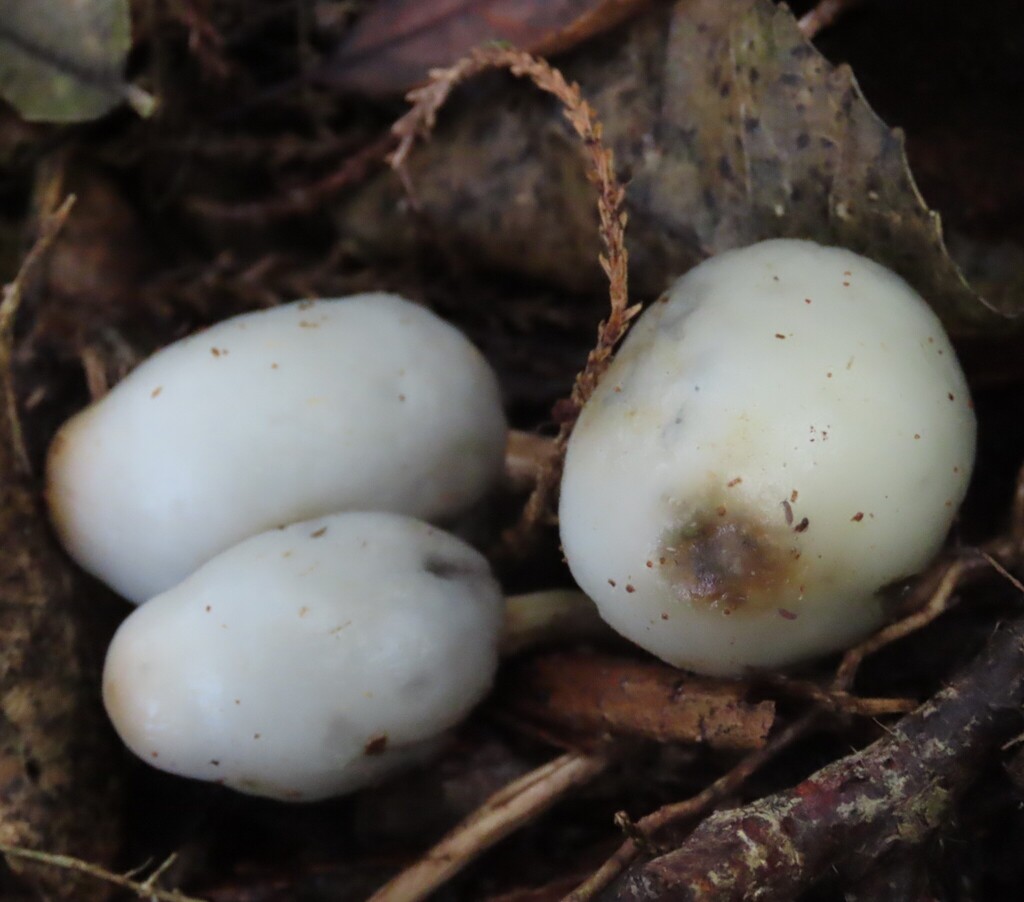 Psilocybe weraroa · July 2025 · photo: © dianne_and_gordon_purdie (iNaturalist, cc0)