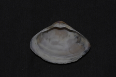 Austromactra rufescens