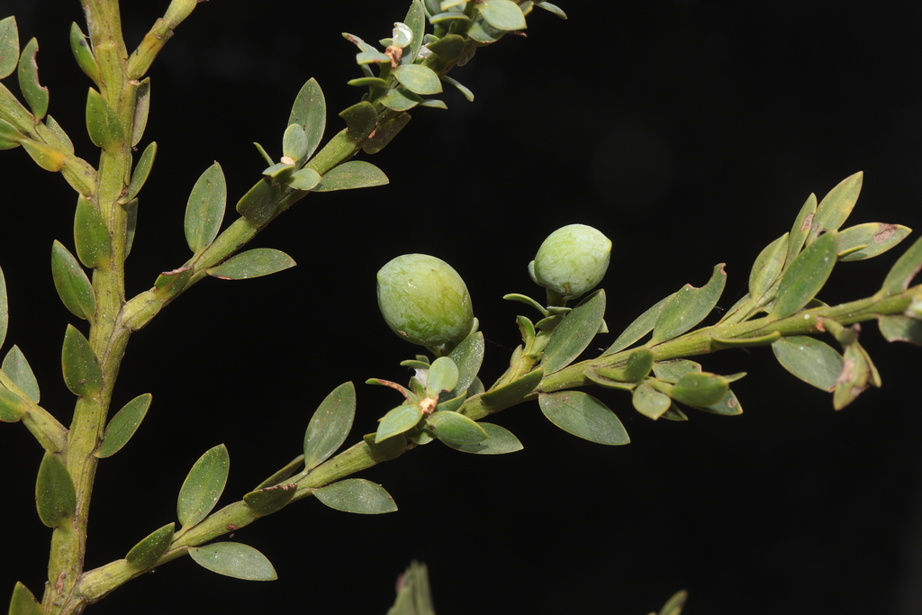 Retrophyllum rospigliosii, Perú, Cajamarca, Jaén, Jaén, 1 km al oeste de La Virginia