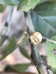 Kermesidae