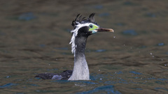 Spotted Shag photo 1