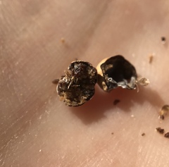 Kermesidae