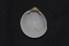 Acrosterigma cygnorum