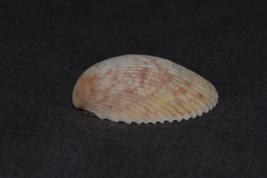 Acrosterigma cygnorum