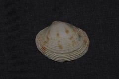 Antigona persimilis