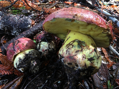 Butyriboletus autumniregius