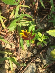 Neurothemis fluctuans