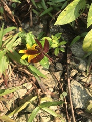 Neurothemis fluctuans