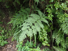 Pteris dispar