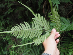 Pteris dispar