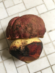 Butyriboletus autumniregius