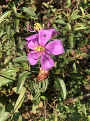 Melastoma malabathricum