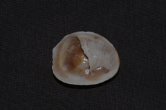 Bostrycapulus pritzkeri