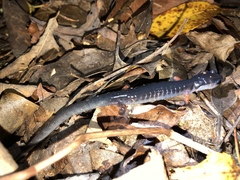 Plethodon shermani