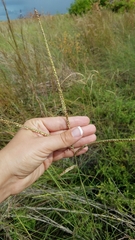 Paspalum monostachyum