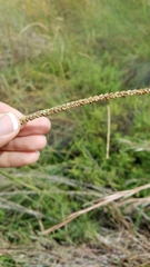 Paspalum monostachyum