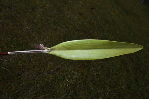 Myoxanthus serripetalus, photograph 1
