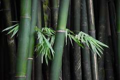 Bambusa