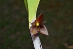 Myoxanthus serripetalus
