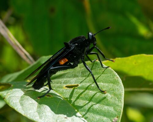 Clubbed Mydas Fly photo 6