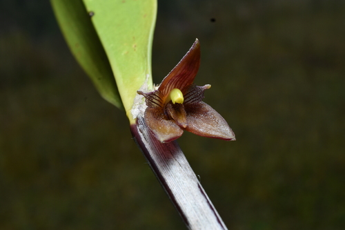 Myoxanthus serripetalus, photograph 3