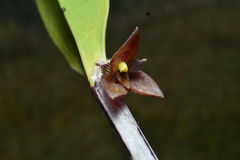 Myoxanthus serripetalus, photograph (c) Jhon A. Yuca-Palomino, some rights reserved (CC BY)