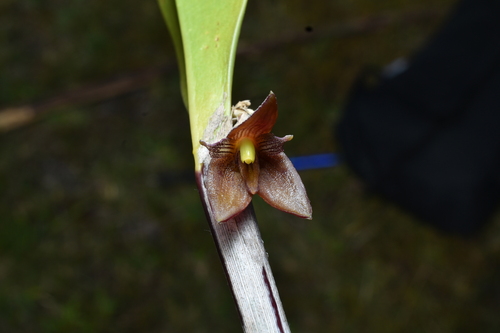 Myoxanthus serripetalus, photograph 5