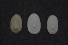 Tugali parmophoidea