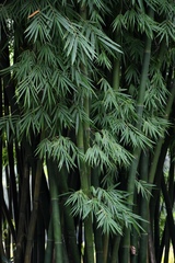 Bambusa