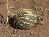 Fodder Melon - Photo (c) Paul Donahue, some rights reserved (CC BY-NC), uploaded by Paul Donahue