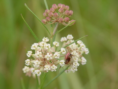 Asclepias verticillata