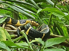 Boiga melanota