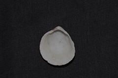 Acrosterigma cygnorum