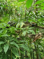 Boiga melanota