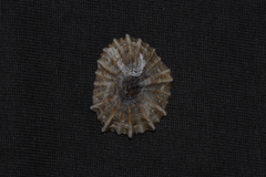 Siphonaria denticulata