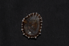 Siphonaria denticulata