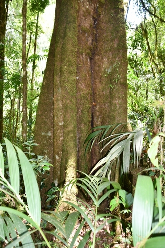 Quercus sapotifolia