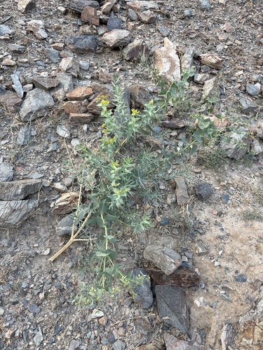 Euphorbia alaica