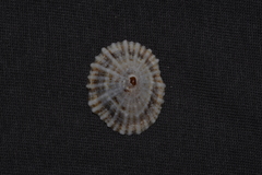 Siphonaria denticulata