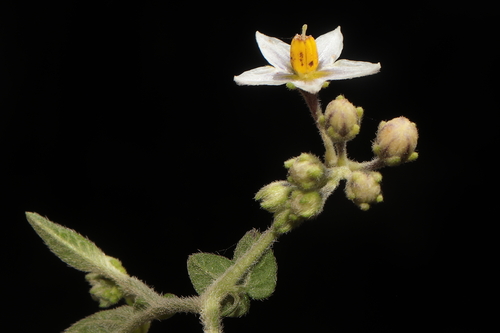 Solanum tabanoense