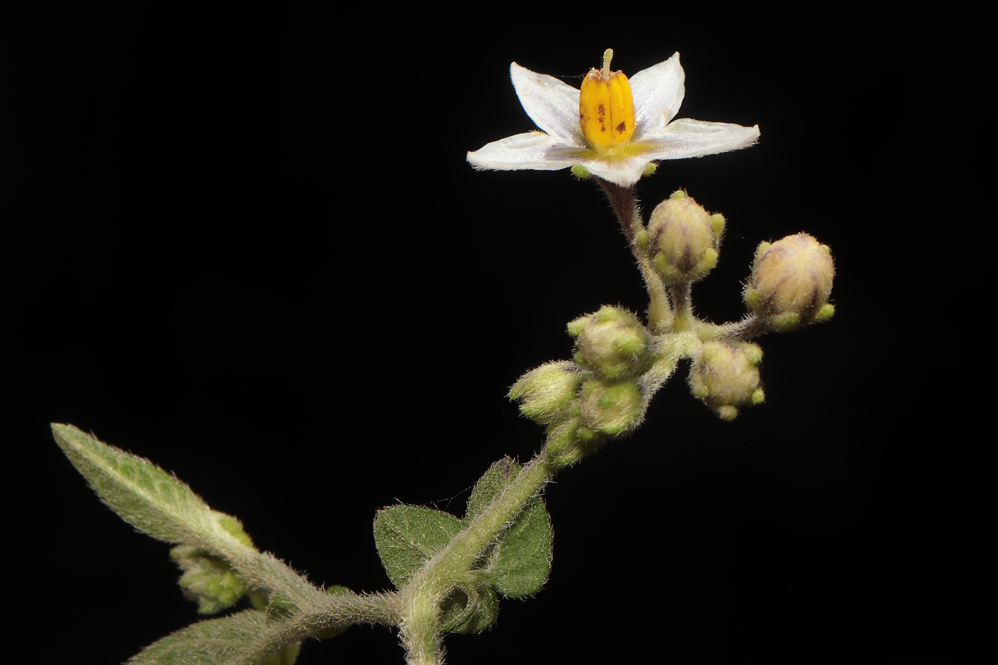 Solanum tabanoense