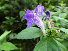 Strobilanthes oligocephala